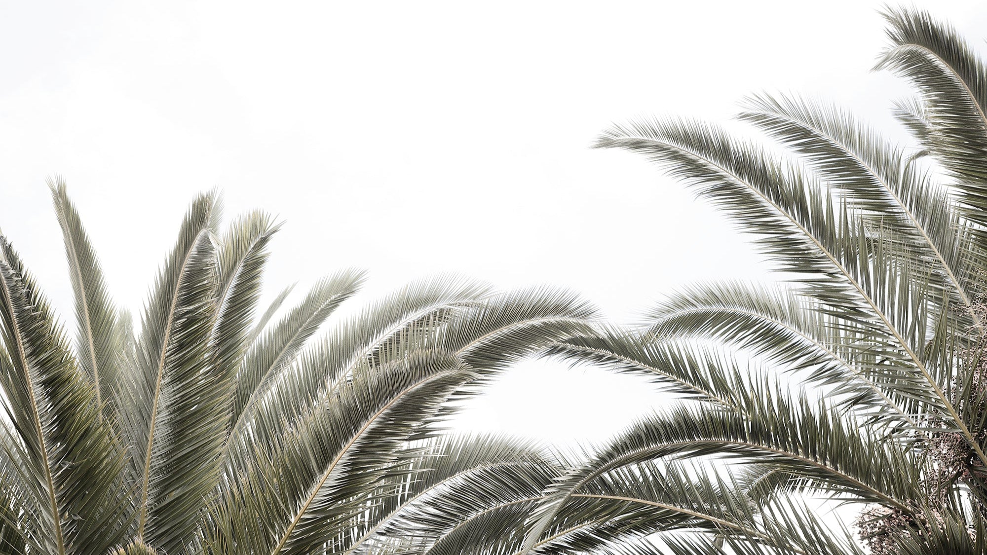 Close-up of palm tree fronds against a white background