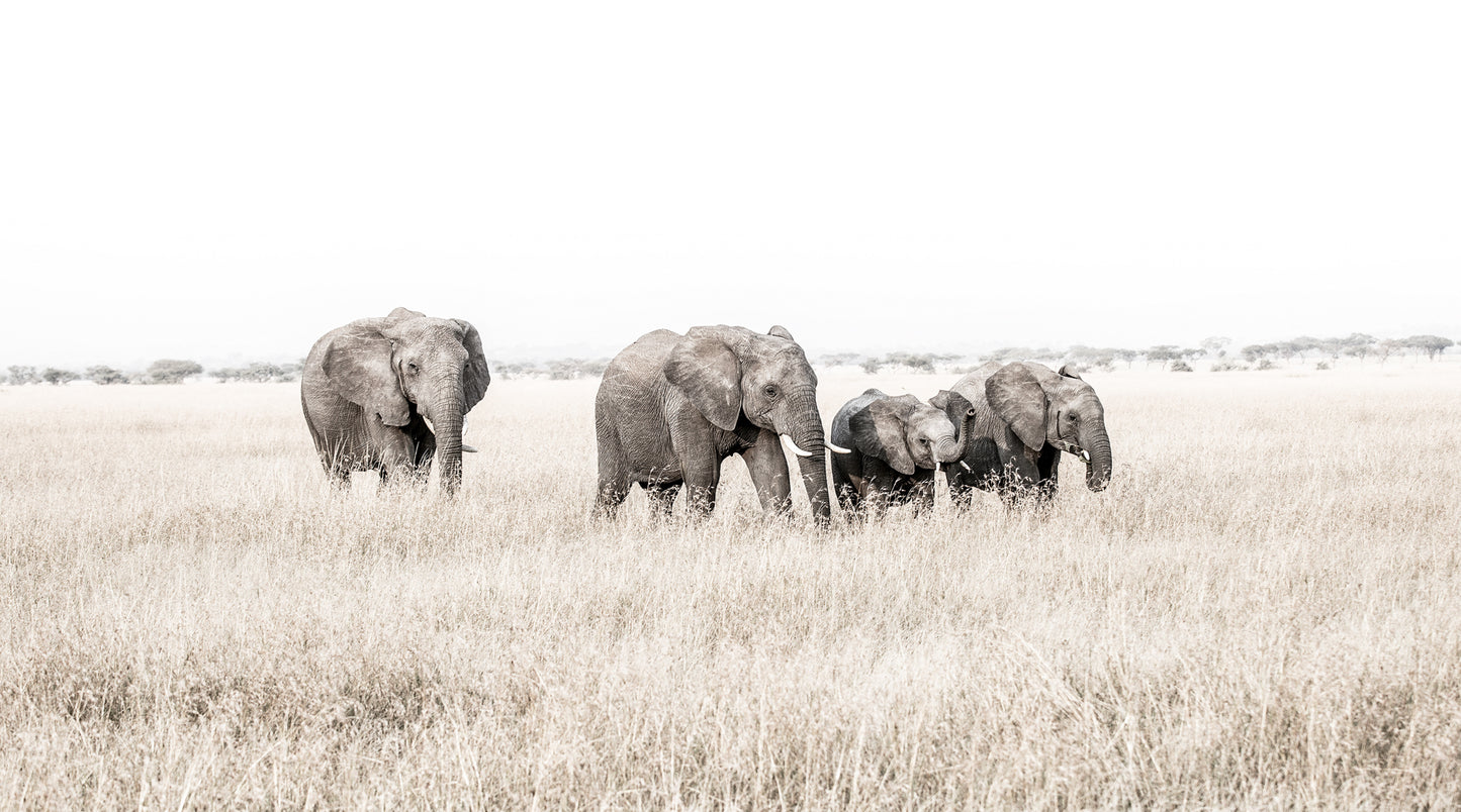 TUSKERS IN THE PLAINS
