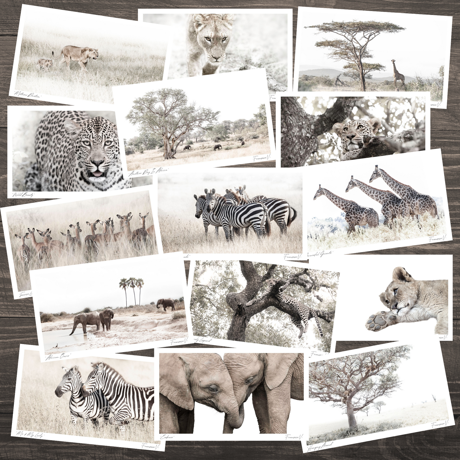 INTO AFRICA POSTCARDS
