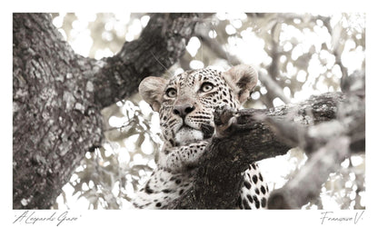 A Leopards Gaze Postcard