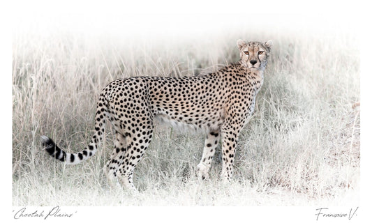 Cheetah Plains Postcard