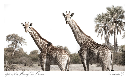 Giraffes Among The Palms