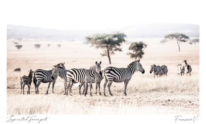 Imprinted Serengeti Postcard