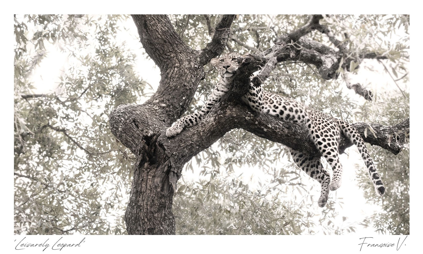 Leisurely Leopard Postcard