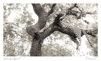 Leisurely Leopard Postcard