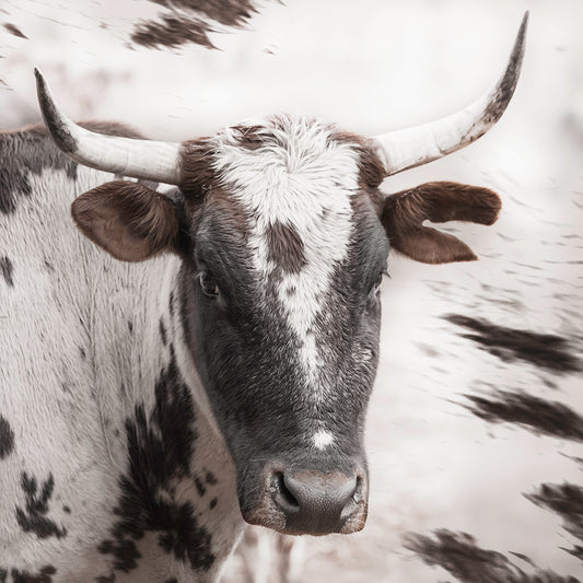 NGUNI PORTRAIT #4