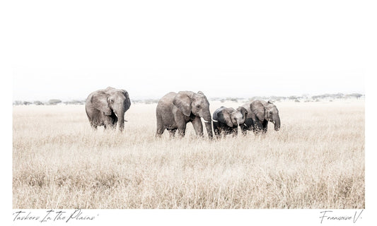 Tuskers In The Plains Postcard