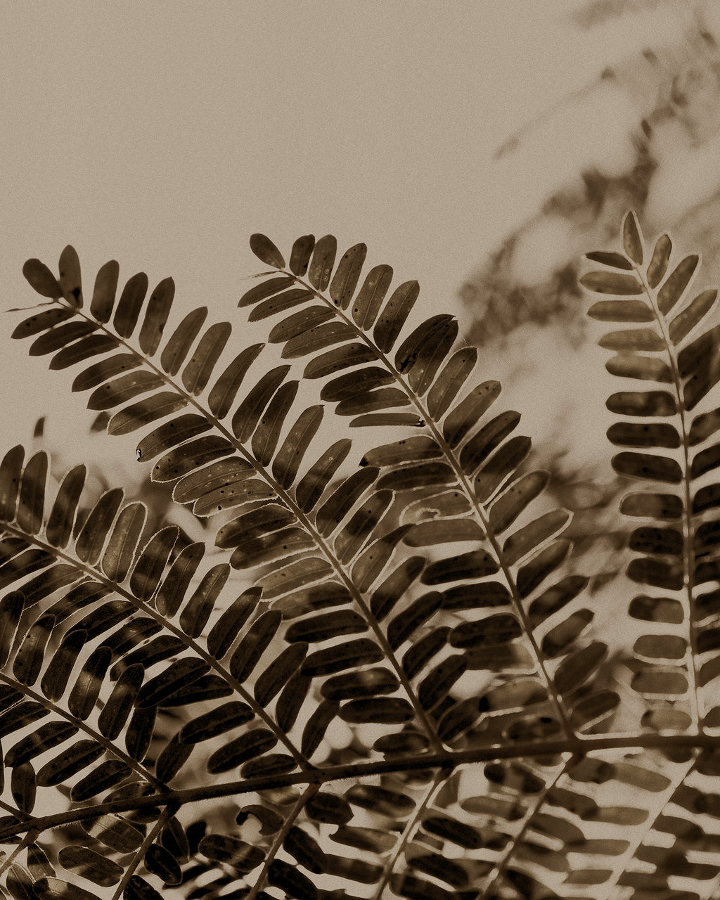 Artwork print of a close-up of acacia leaves with a beige background by Francoise V Fine Art Gallery in Cape Town, South Africa.
