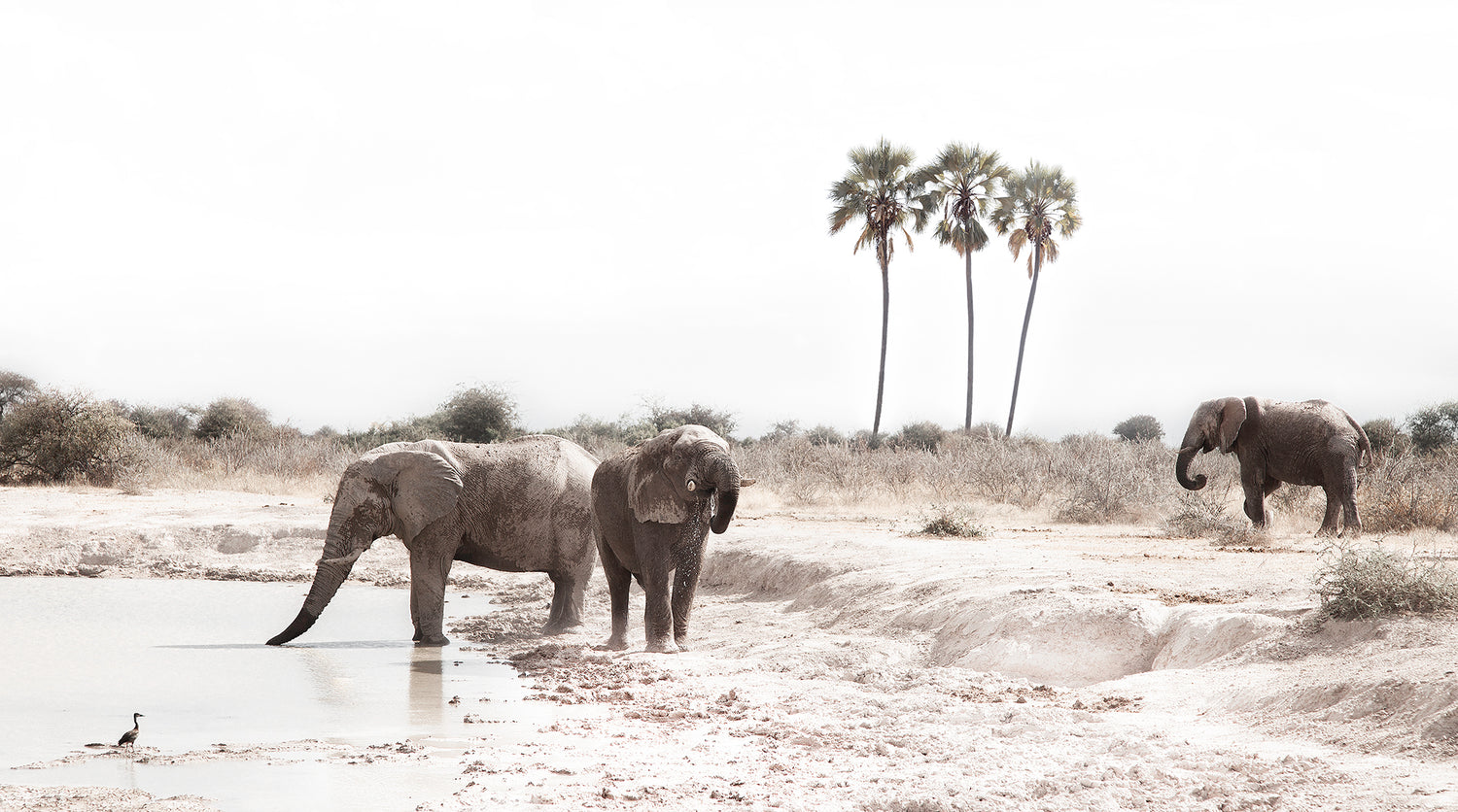 Wildlife fine art photography. Photographic artwork print of three elephants drinking at a waterhole in botswana with three palm trees in the background.