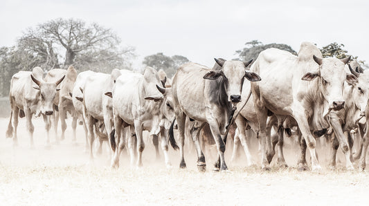 A black and white photograph of a herd of cattle walking on a dusty road with baobab trees in the background.