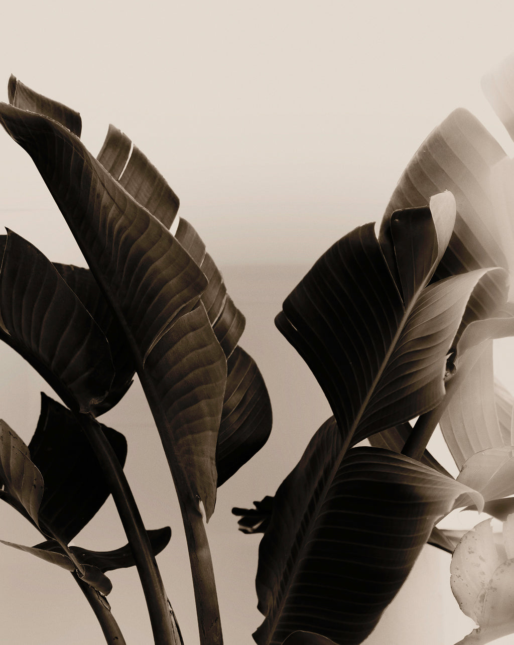 Artwork print of a close-up of tropical leaves with a blurred background by Francoise V Fine Art Gallery in Cape Town, South Africa.