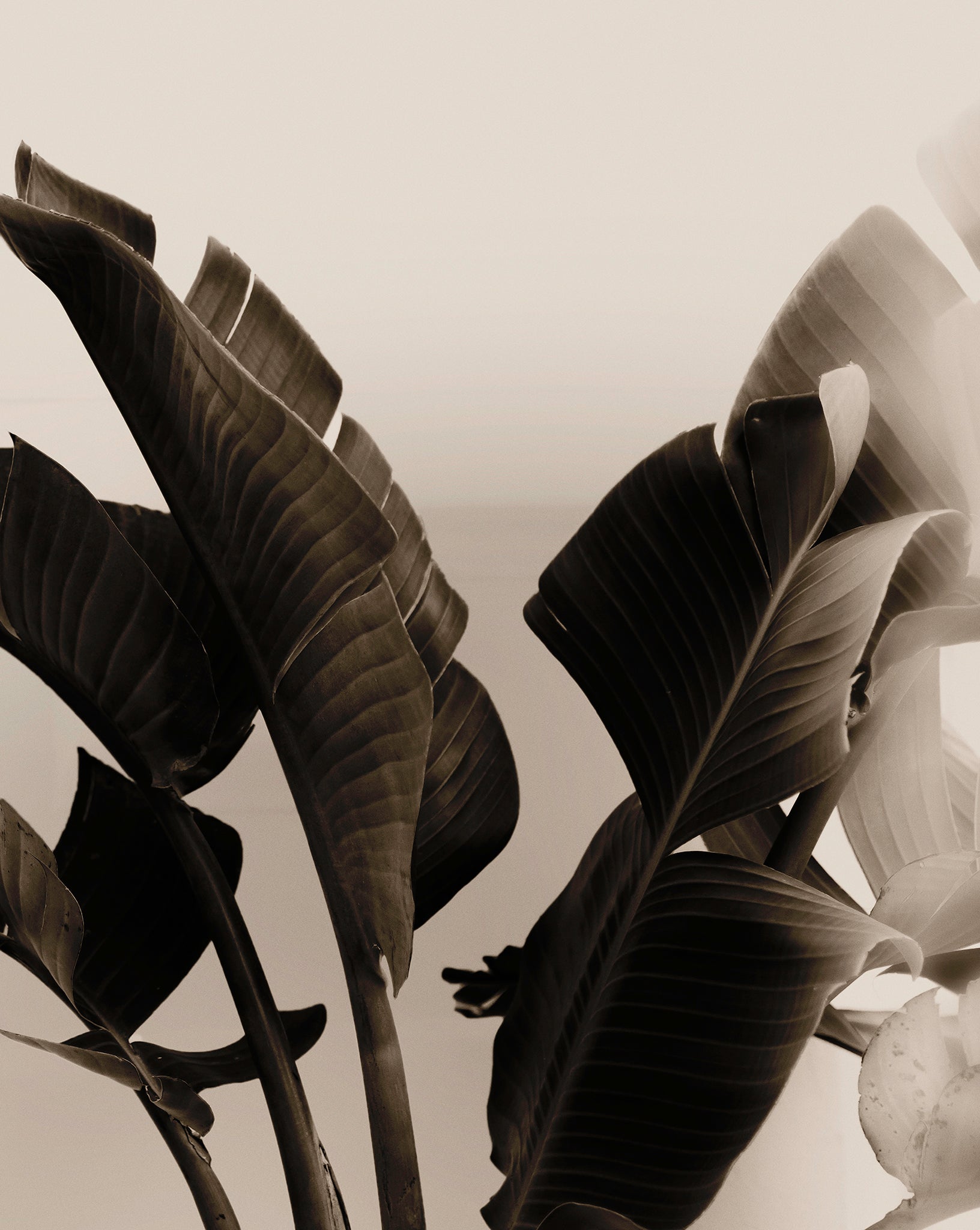 Artwork print of a close-up of tropical leaves with a blurred background by Francoise V Fine Art Gallery in Cape Town, South Africa.