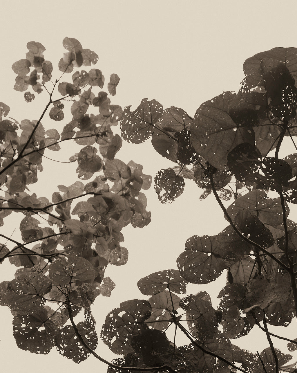 Photographic artwork print of close up of leaves in black and beige by Francoise V fine art gallery in Cape Town, South Africa