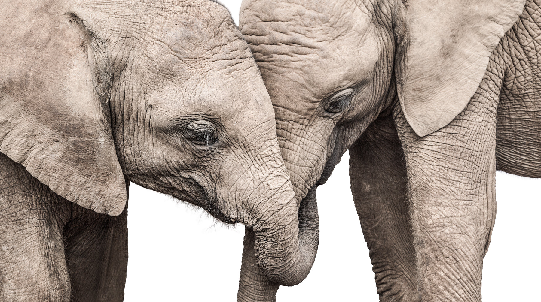Experience the beauty of African wildlife with EMBRACE, a stunning artwork capturing two young elephant calves embracing each other. This heartwarming image showcases the unique bond between elephants as they touch heads to create a heart shape. Add a touch of nature and love to your home.