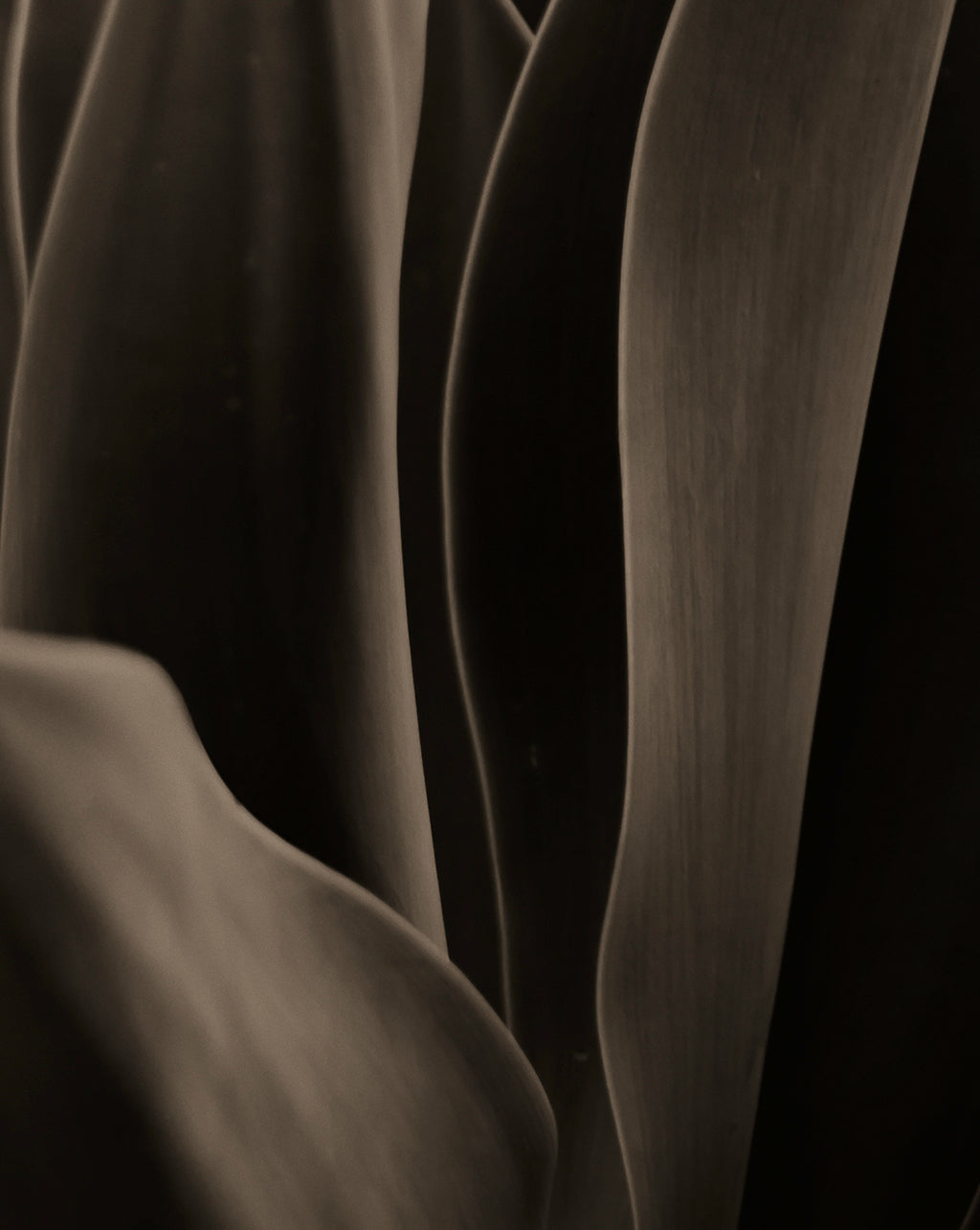Artwork print of a close-up of an aloe with a focus on texture and pattern by Francoise V Fine Art Gallery in Cape Town, South Africa.