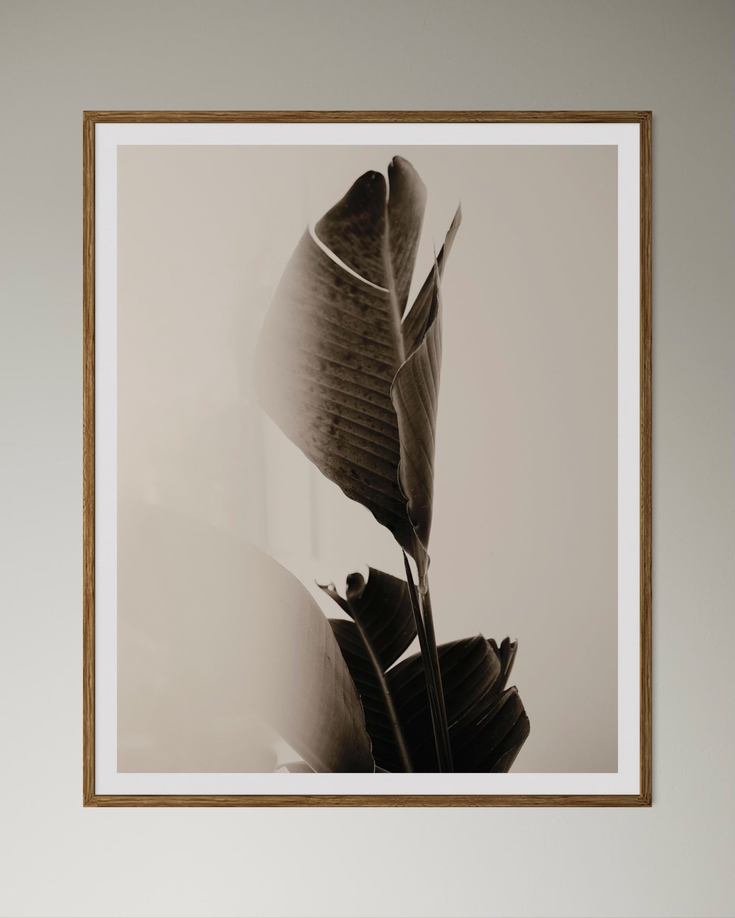 Natural wood framed artwork of a close-up of tropical leaves in black and white by Francoise V Fine Art Gallery in Cape Town, South Africa. 