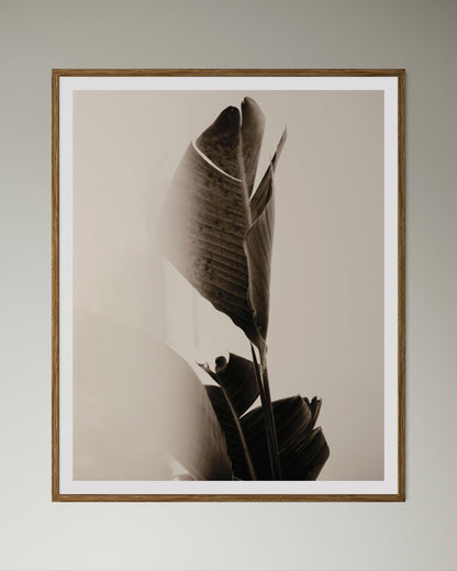 Natural wood framed artwork of a close-up of tropical leaves in black and white by Francoise V Fine Art Gallery in Cape Town, South Africa. 