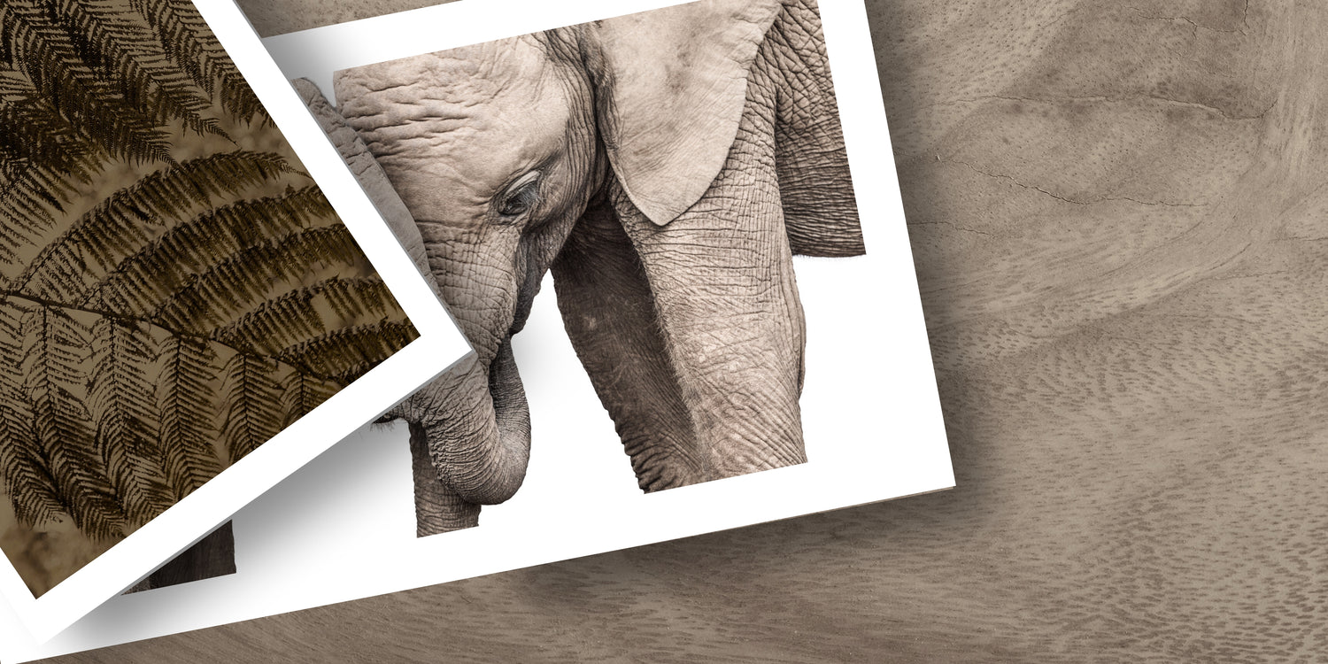 Close-up of fine art photographic prints of two baby elephants embracing with elephant's textured skin and close up of plants and leaves. By artist Francoise V from a gallery in Cape Town