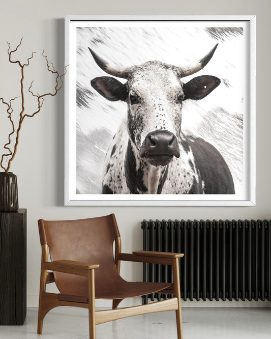 A close-up high-key photographic fine art artwork print of an African nguni cow in a modern interior. For sale as wall art. 