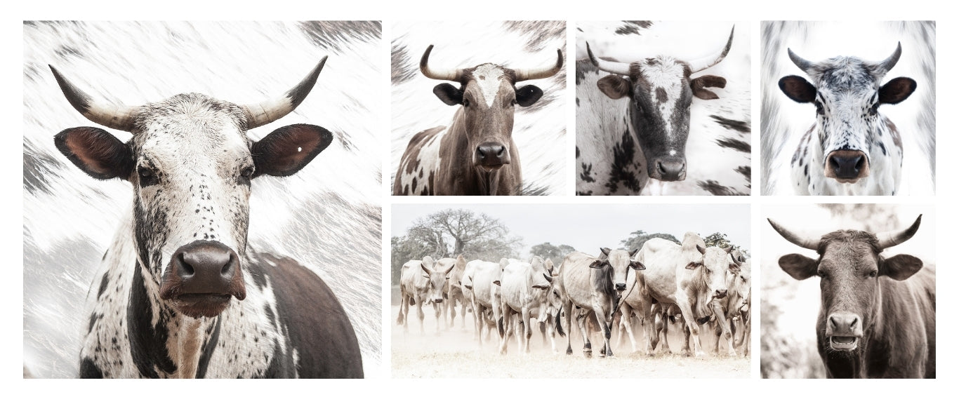 Collage of nguni cow prints in various poses and settings