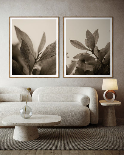 Modern living room featuring framed artworks of close-up of leaves with detailed texture on a light background by Francoise V Fine Art Gallery in Cape Town, South Africa.