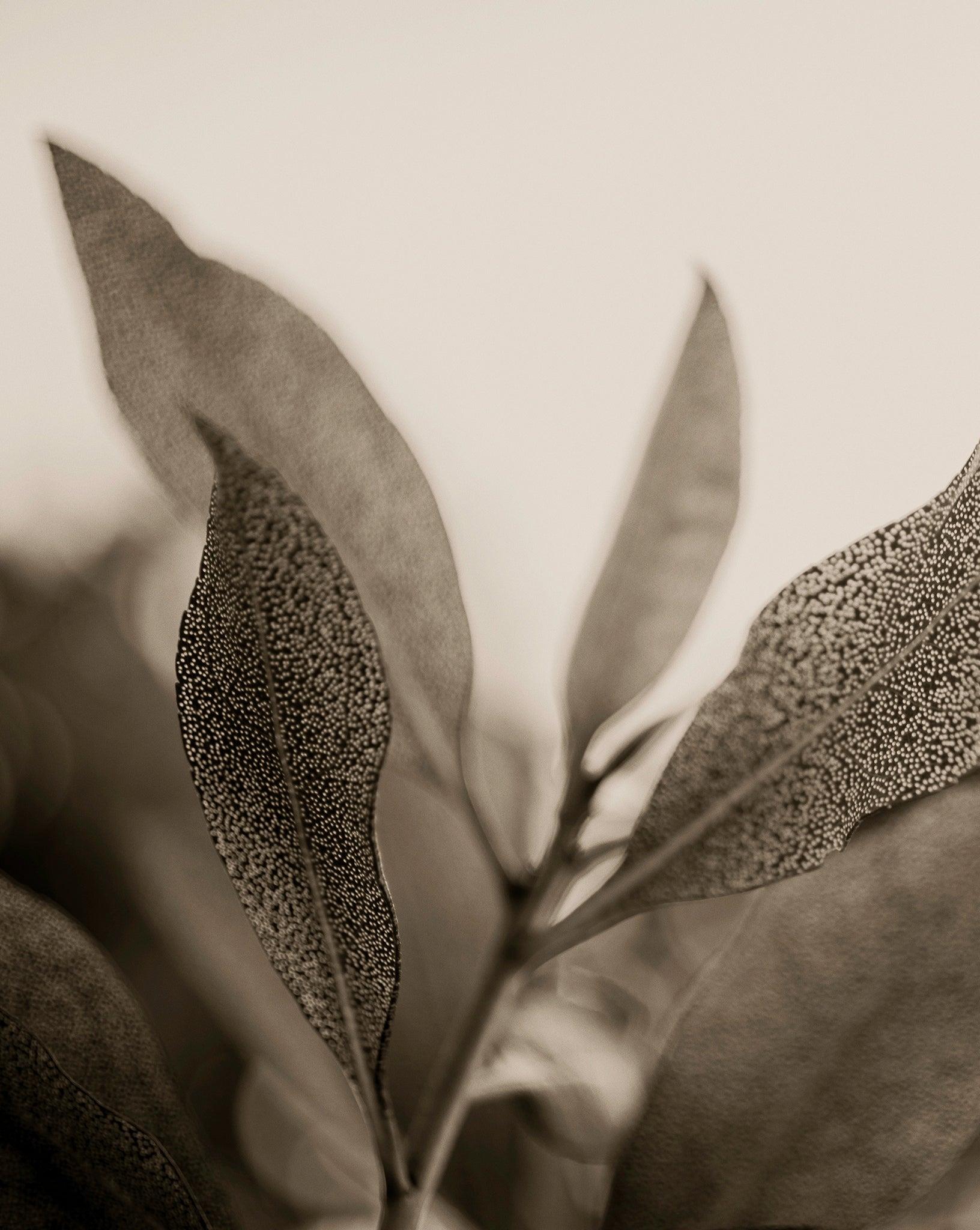 Artwork print of a close-up of leaves with detailed texture on a light background by Francoise V Fine Art Gallery in Cape Town, South Africa.