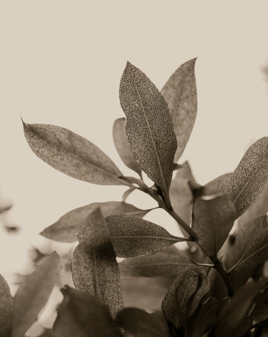 Artwork print of a close-up of leaves with detailed texture by Francoise V Fine Art Gallery in Cape Town, South Africa.