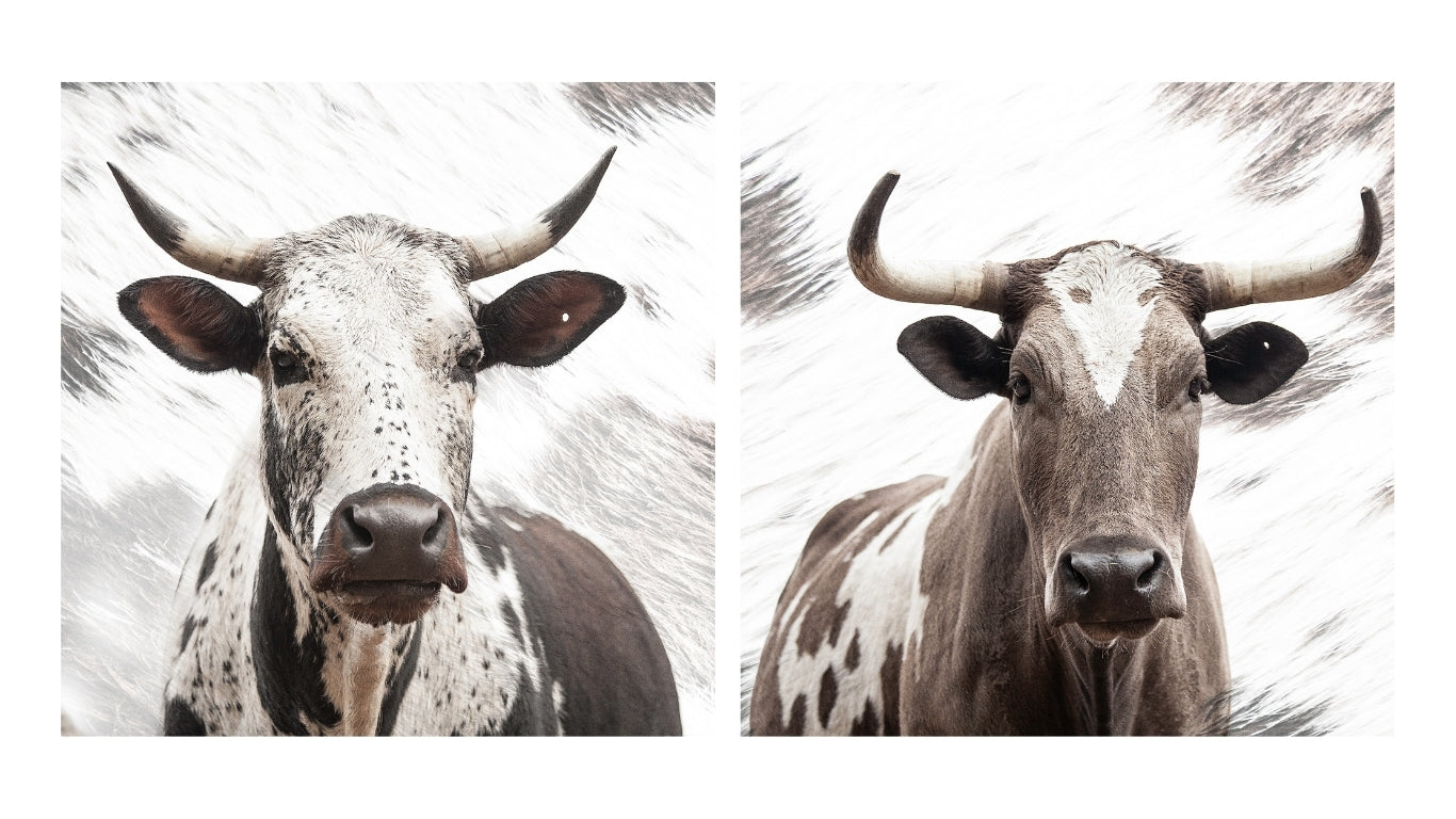 A close-up two high-key photographic fine art artwork prints of an African nguni cows with a speckled pattern, showcasing its detailed features and horns by Francoise V. For sale as wall art. 