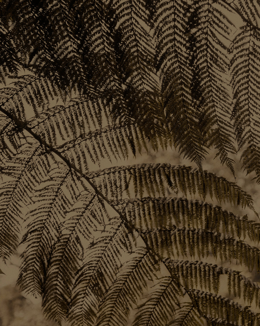 Earthy abstract artwork print of close-up of ferns by Francoise V Fine Art Gallery in Cape Town, South Africa. 
