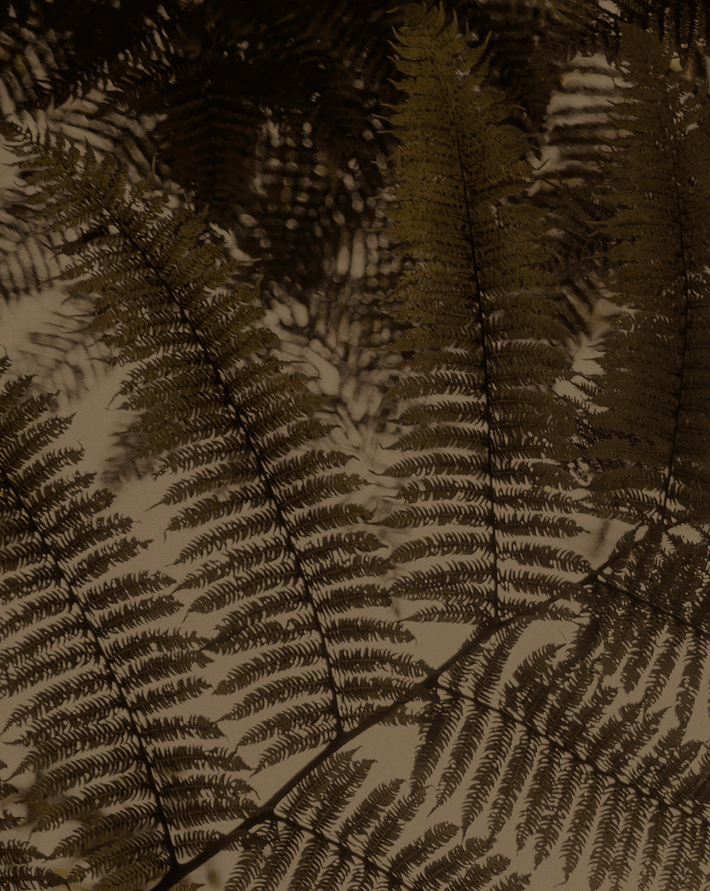 Earthy artwork print of close-up of ferns by Francoise V Fine Art Gallery in Cape Town, South Africa. 