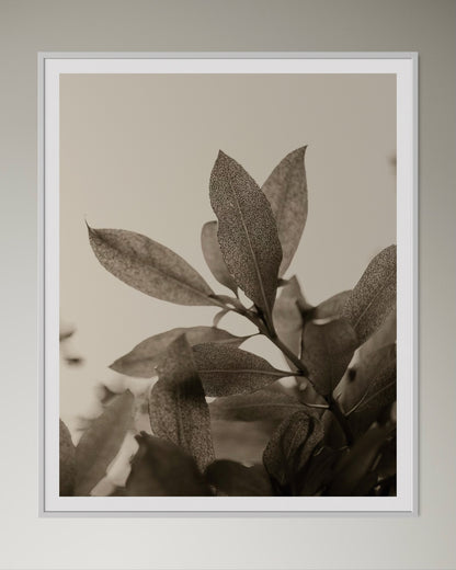White box-framed artwork print of a close-up of leaves with detailed texture by Francoise V Fine Art Gallery in Cape Town, South Africa.