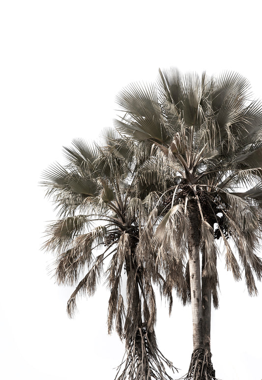 WILD PALMS