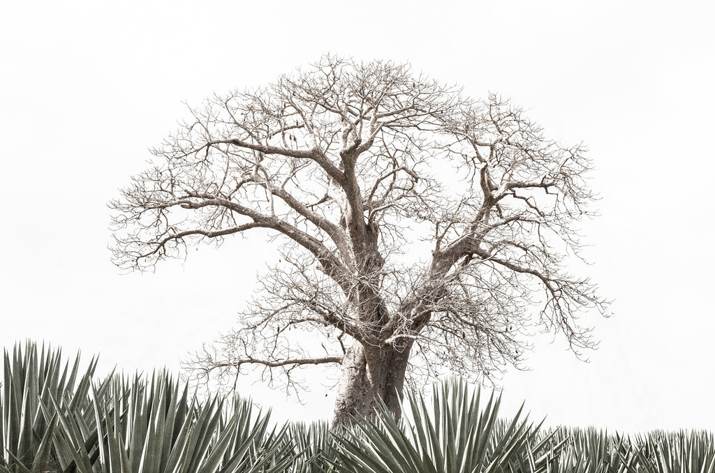 BAOBAB
