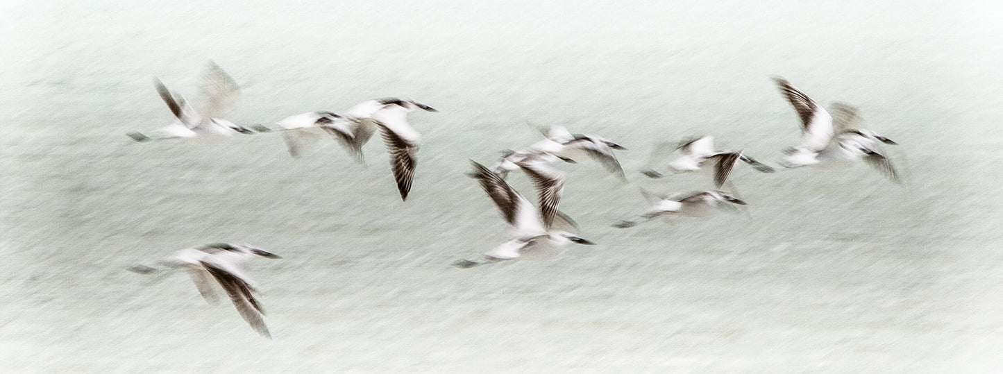 KENYAN TERNS