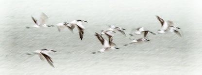 KENYAN TERNS