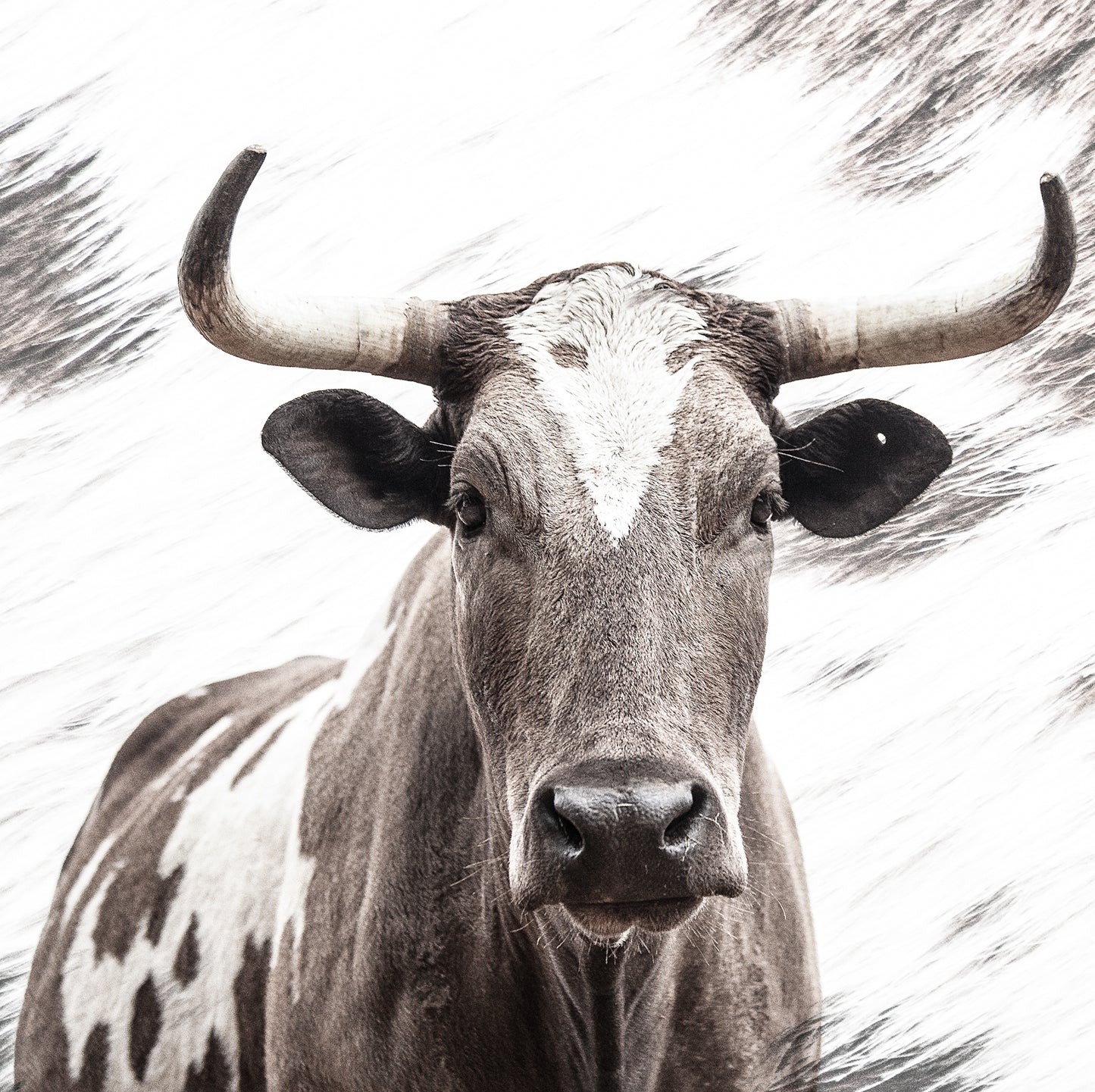 A close-up high-key photographic fine art artwork print of an African nguni cow with a speckled pattern, showcasing its detailed features and horns by Francoise V. For sale as wall art. 