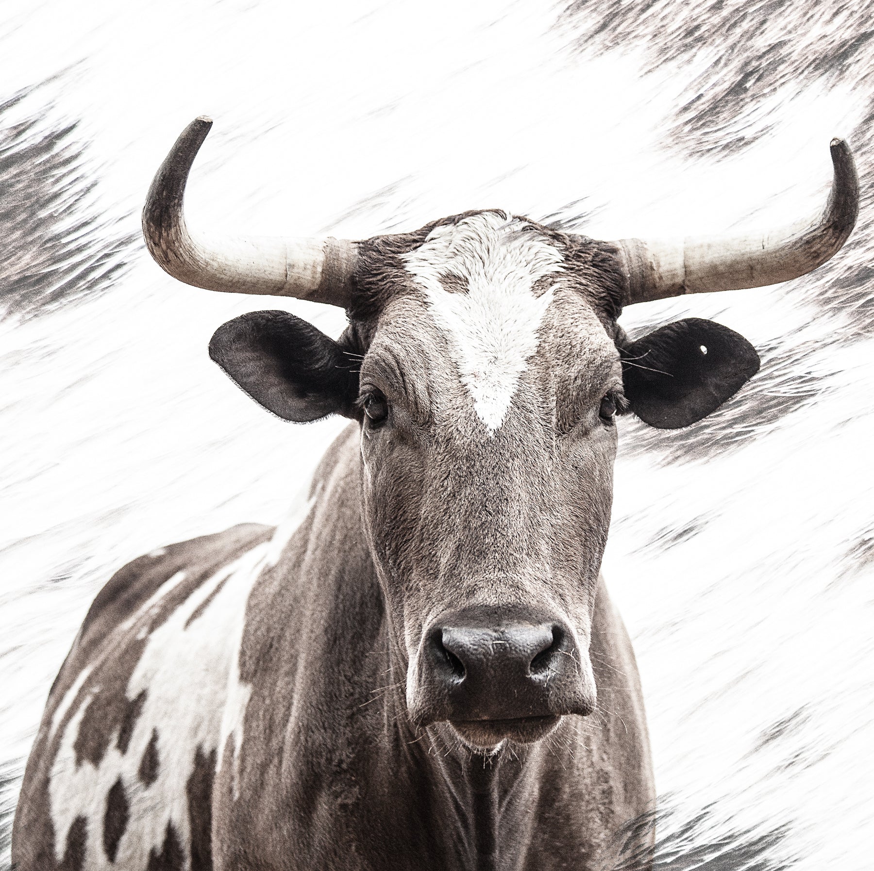 A close-up high-key photographic fine art artwork print of an African nguni cow with a speckled pattern, showcasing its detailed features and horns by Francoise V. For sale as wall art. 