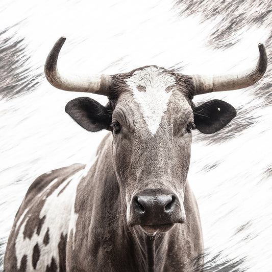 A close-up high-key photographic fine art artwork print of an African nguni cow with a speckled pattern, showcasing its detailed features and horns by Francoise V. For sale as wall art. 