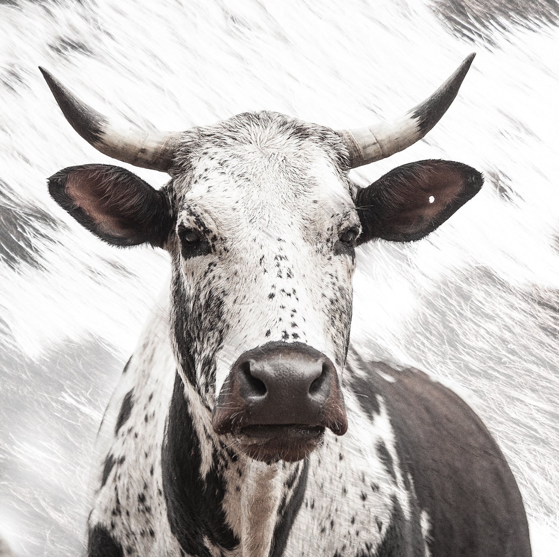 A close-up high-key photographic fine art artwork print of an African nguni cow with a speckled pattern, showcasing its detailed features and horns by Francoise V. For sale as wall art. 