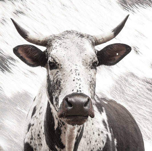A close-up high-key photographic fine art artwork print of an African nguni cow with a speckled pattern, showcasing its detailed features and horns by Francoise V. For sale as wall art. 