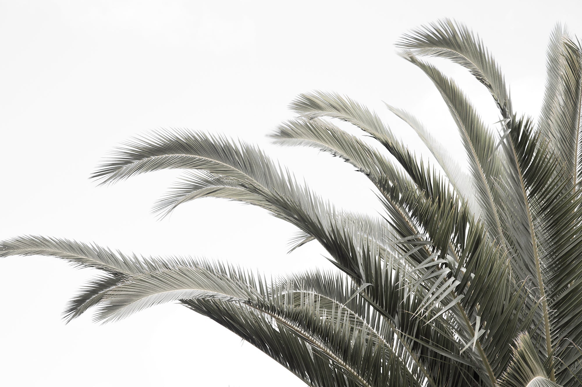 PALM FRONDS