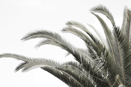 PALM FRONDS