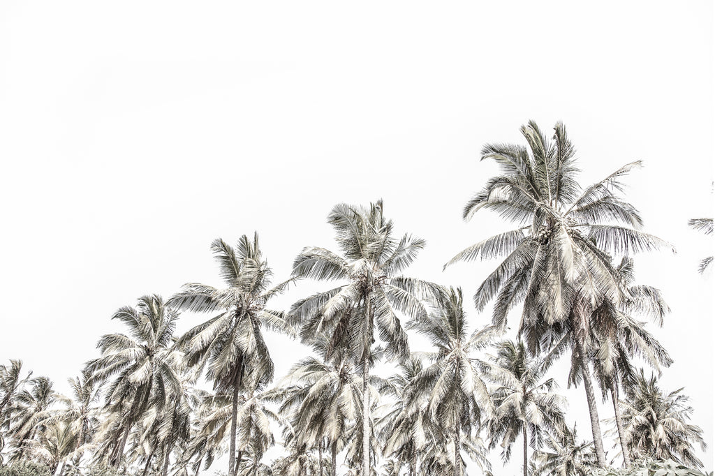 PALMS